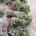 河南封丘四季树形金银花（汇丰一号）苗，正在大量出售
