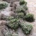 河南封丘四季树形金银花（汇丰一号）苗，正在大量出售