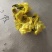 黄蜀葵花