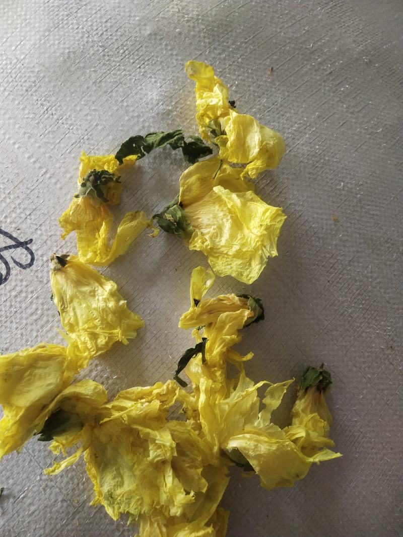 黄蜀葵花