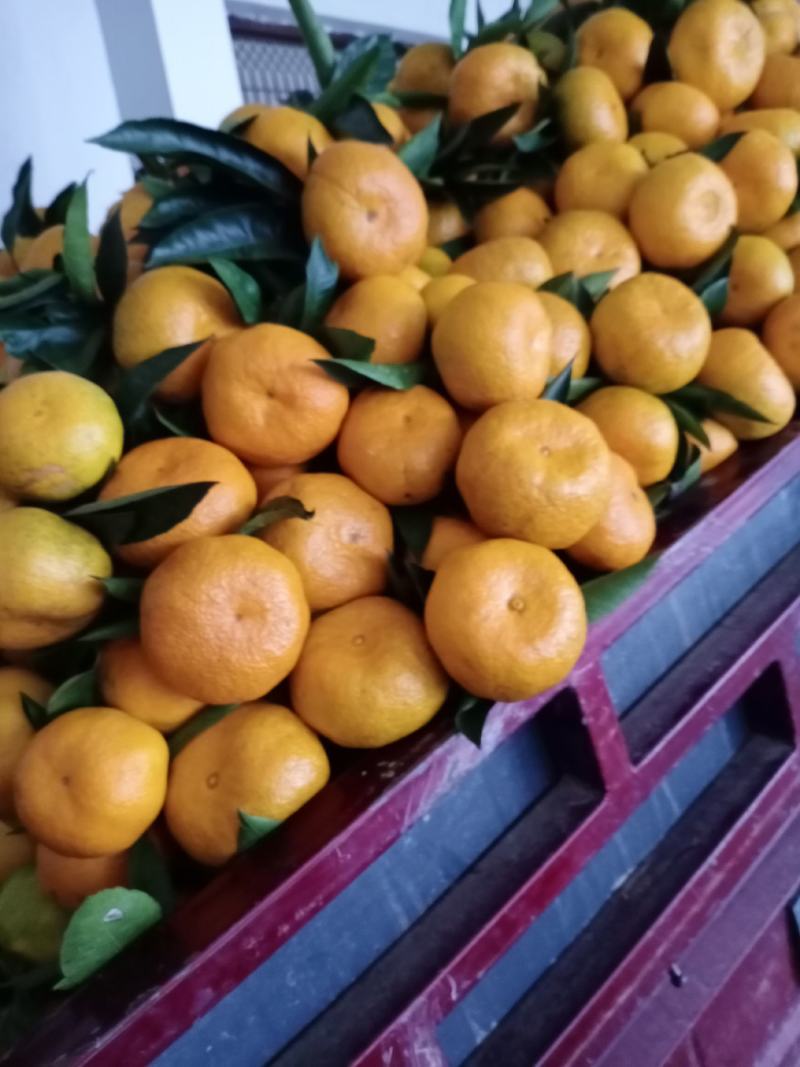 精品蜜橘汉中柑桔汉中蜜橘口感好色泽亮皮薄汁多无渣