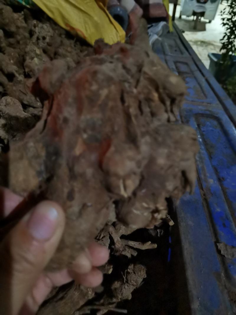 白术芽子，改良白术芽子，优质白术芽，大量供应