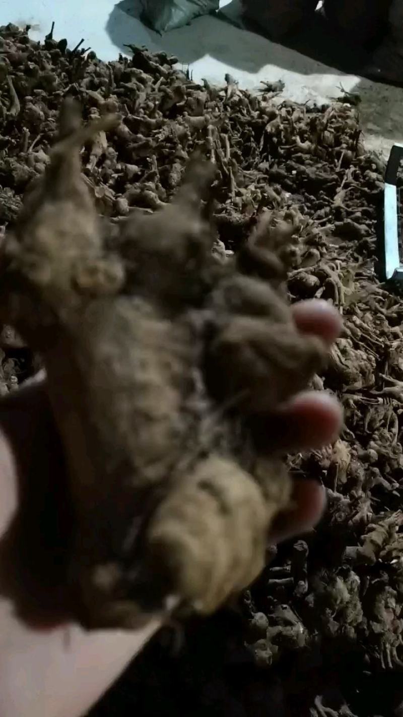 白术芽子，改良白术芽子，优质白术芽，大量供应