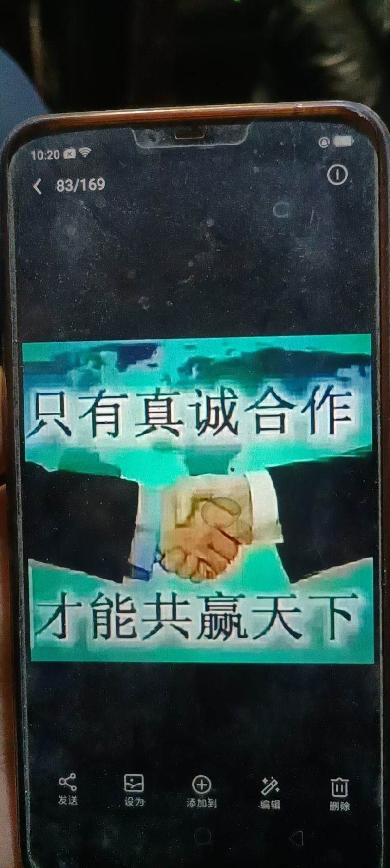 甘肃陇南党参