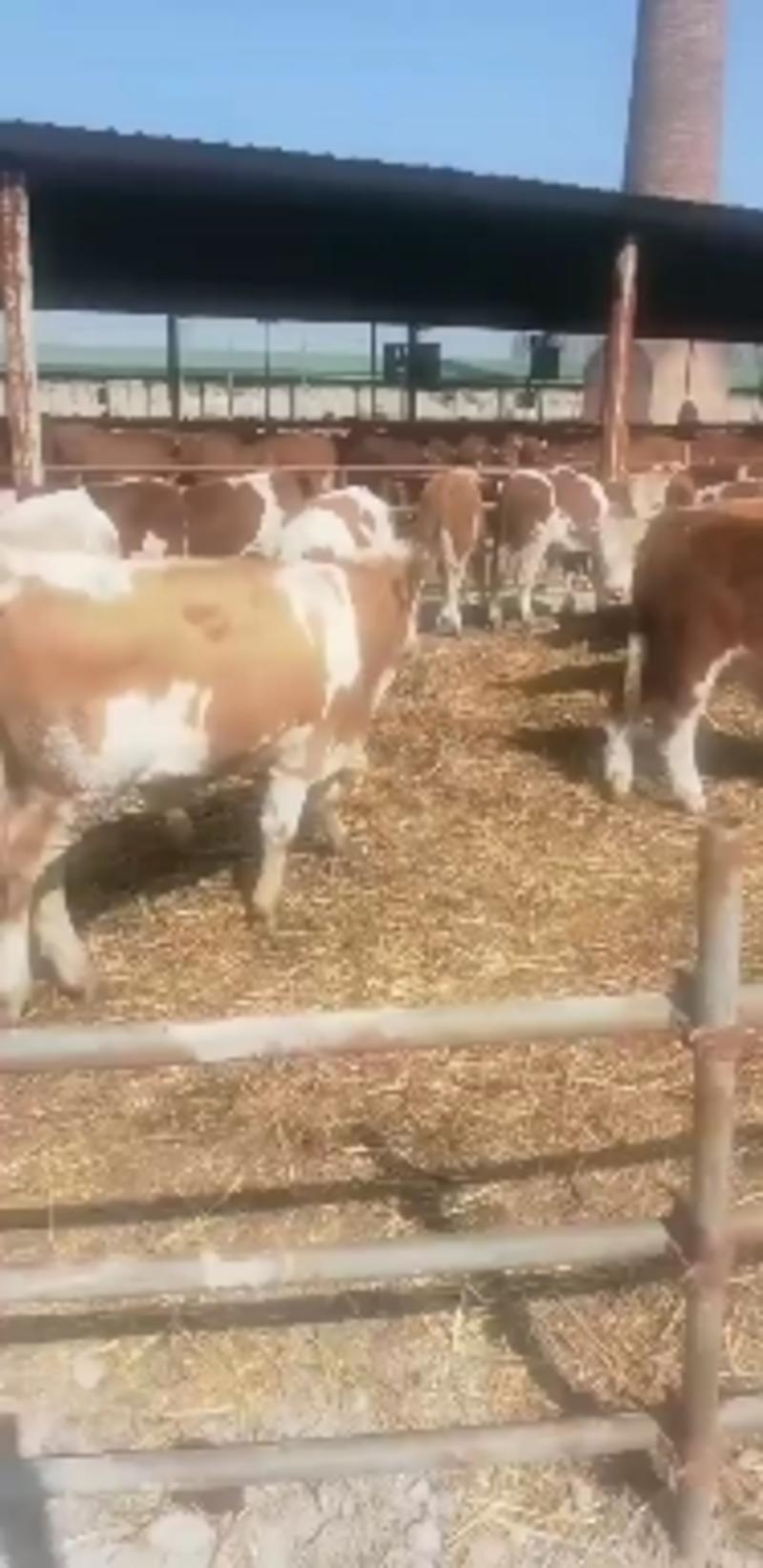 广西西门塔尔牛，广西西门塔尔牛价格，广西西门塔尔牛养殖场