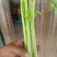 皇妃芹菜大棚芹菜规格齐全量大从优欢迎新老客户联系
