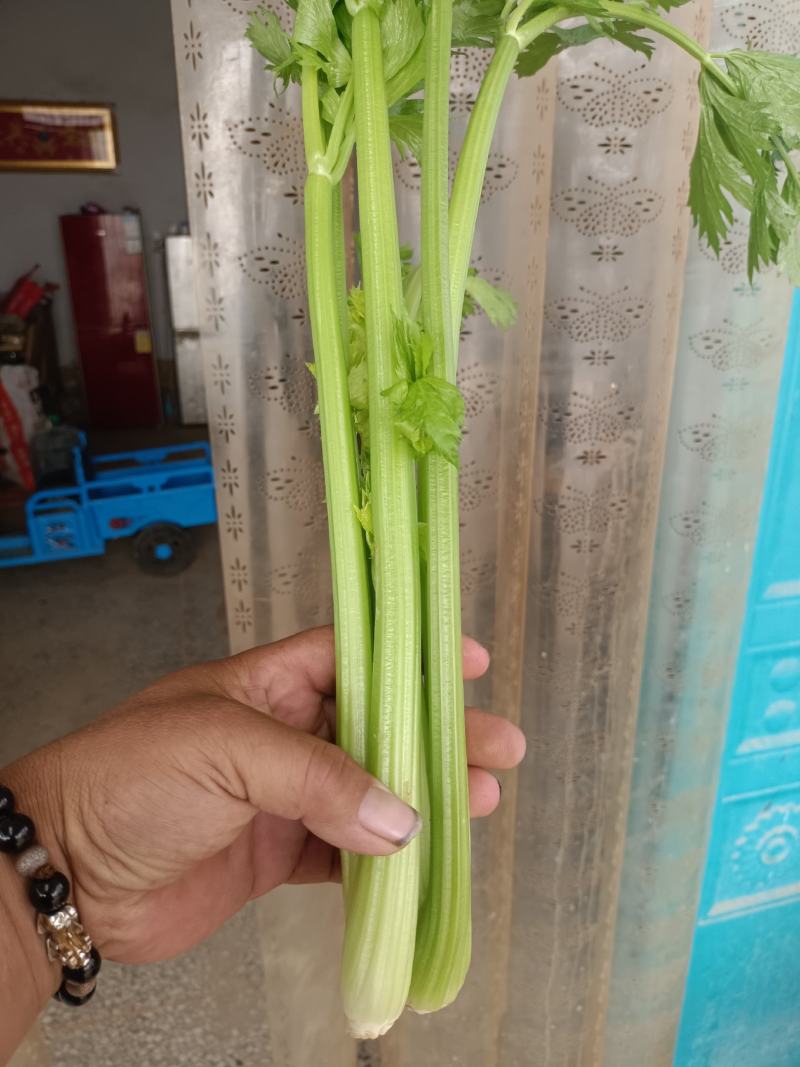 皇妃芹菜大棚芹菜规格齐全量大从优欢迎新老客户联系