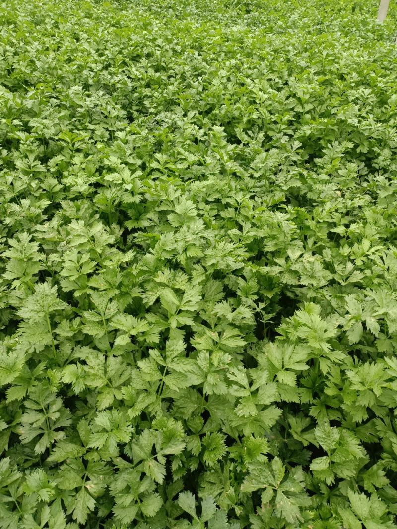 皇妃芹菜大棚芹菜规格齐全量大从优欢迎新老客户联系