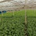 皇妃芹菜大棚芹菜规格齐全量大从优欢迎新老客户联系