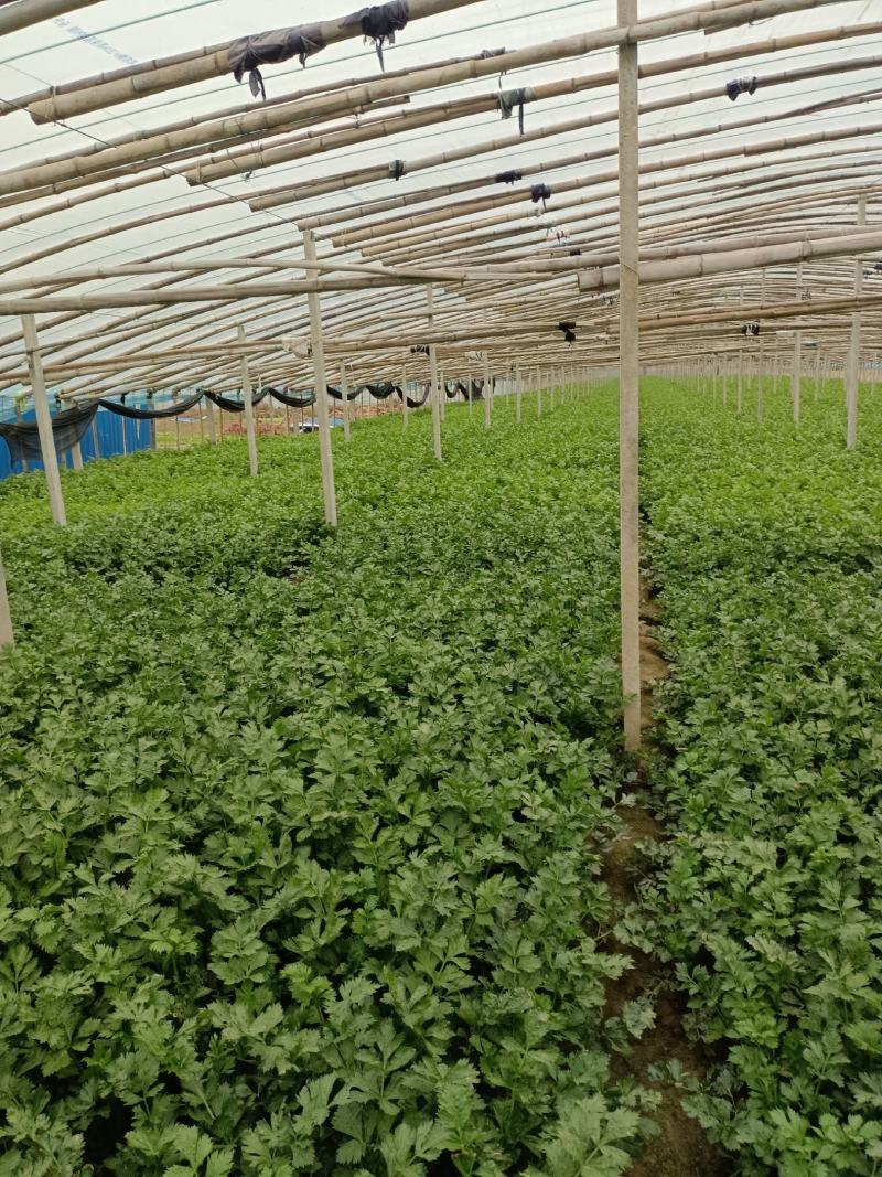 皇妃芹菜大棚芹菜规格齐全量大从优欢迎新老客户联系