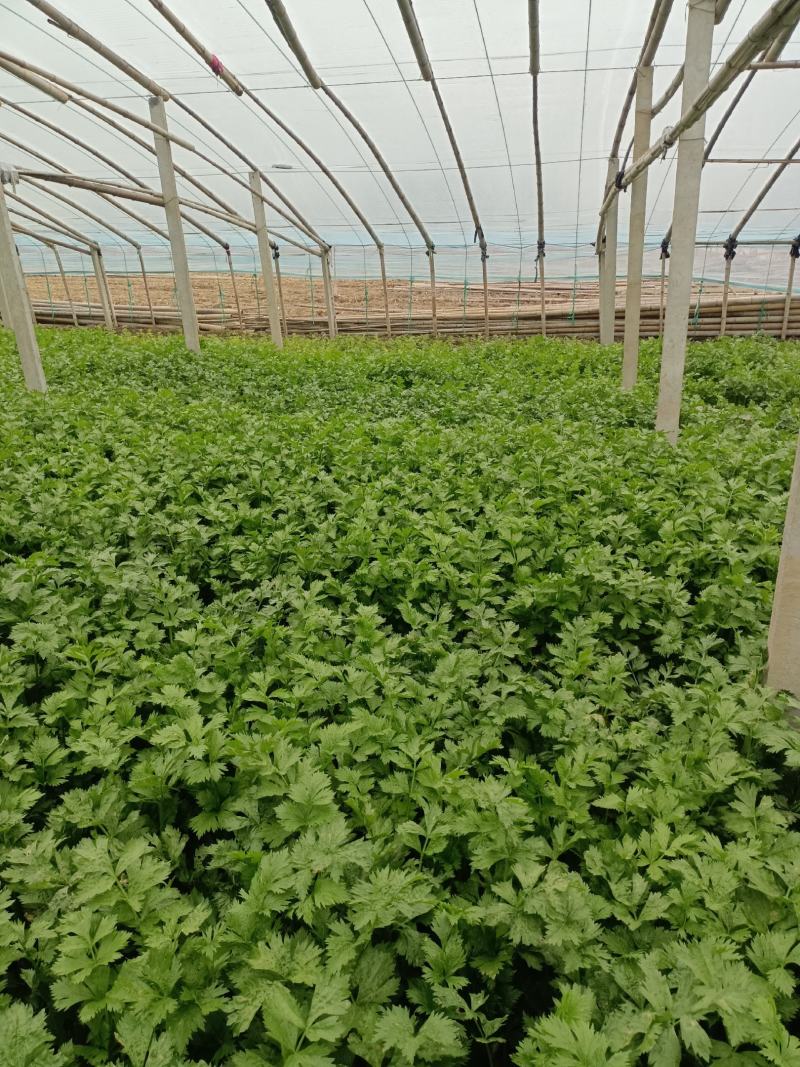 皇妃芹菜大棚芹菜规格齐全量大从优欢迎新老客户联系