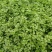 皇妃芹菜大棚芹菜规格齐全量大从优欢迎新老客户联系