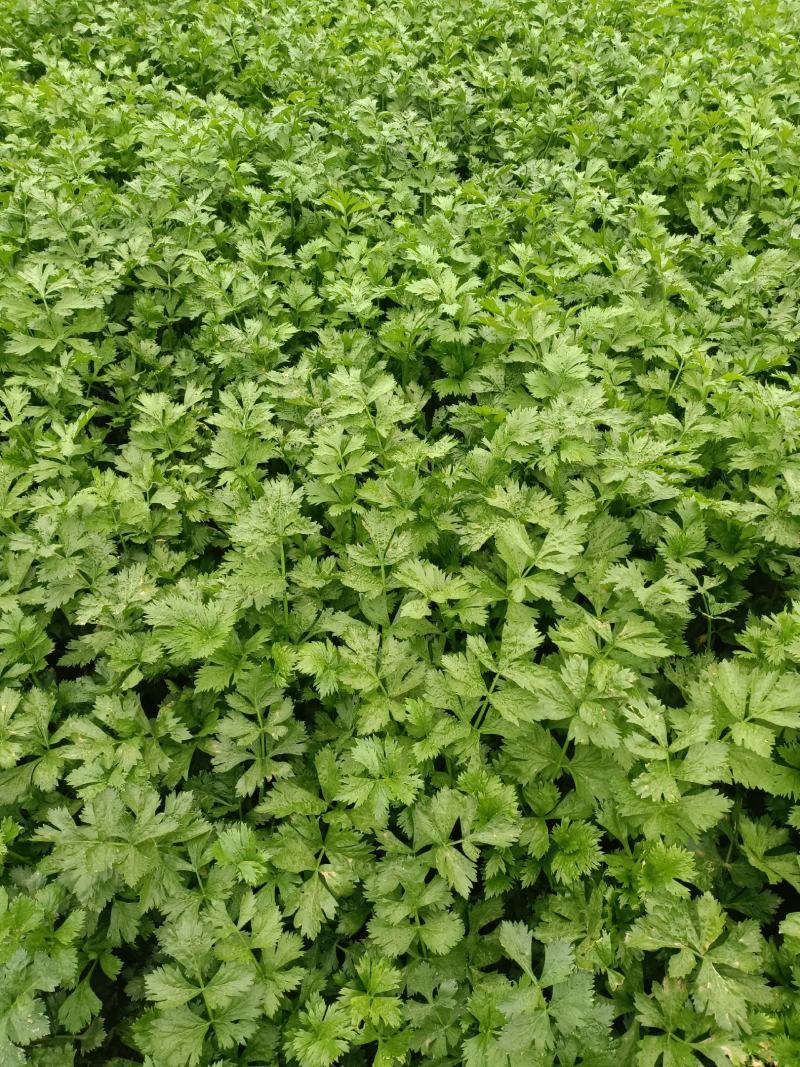 皇妃芹菜大棚芹菜规格齐全量大从优欢迎新老客户联系