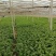 皇妃芹菜大棚芹菜规格齐全量大从优欢迎新老客户联系