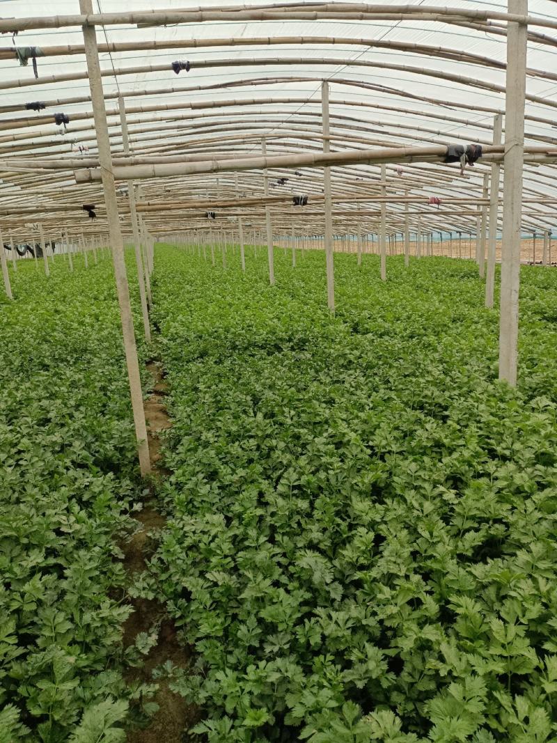 皇妃芹菜大棚芹菜规格齐全量大从优欢迎新老客户联系