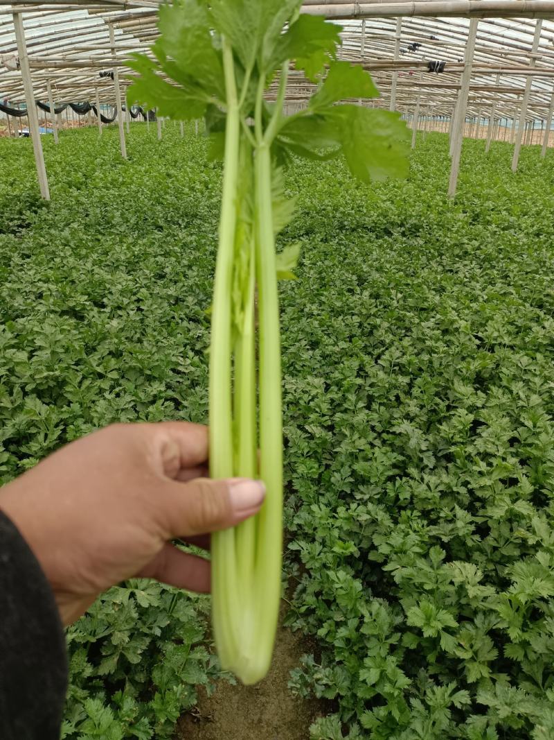 皇妃芹菜大棚芹菜规格齐全量大从优欢迎新老客户联系