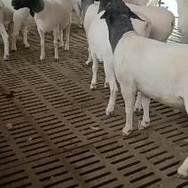 新疆黑头杜泊羊养殖场新疆黑头杜泊羊养殖技术肉羊养殖基