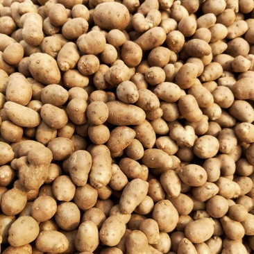 山药豆不好包退货到付款