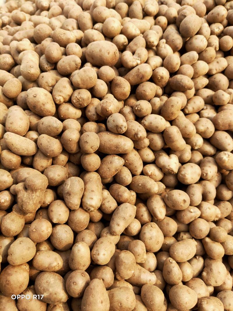 山药豆不好包退货到付款