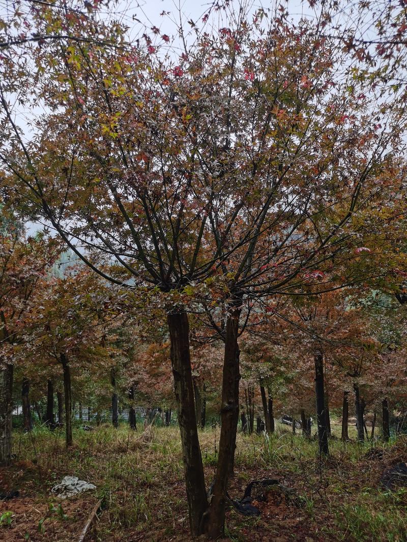 日本红枫红舞姬，中国红枫庭院种植别墅美化，树杆健康！