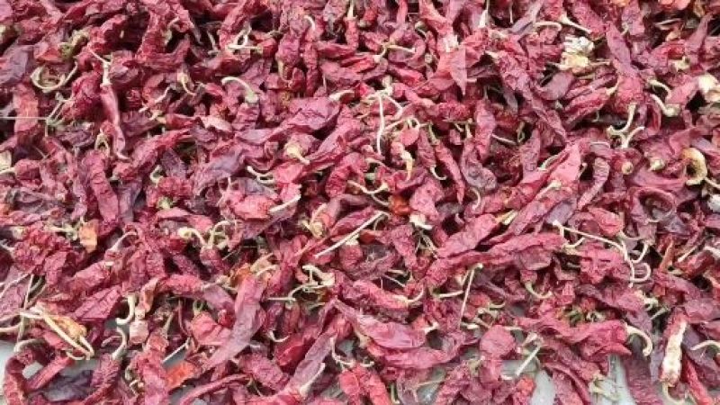 精品米粉椒，打酱相当好