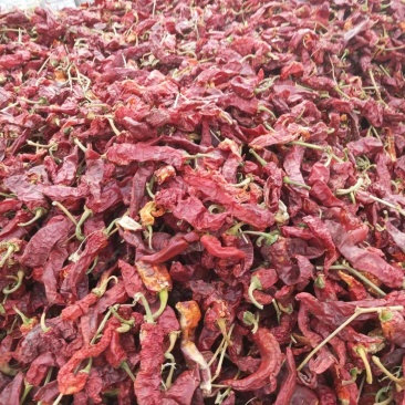 精品米粉椒，打酱相当好