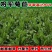 将军菊苣种子大叶菊苣种子多年生四季牧草猪牛羊鸡鸭鹅鱼草种