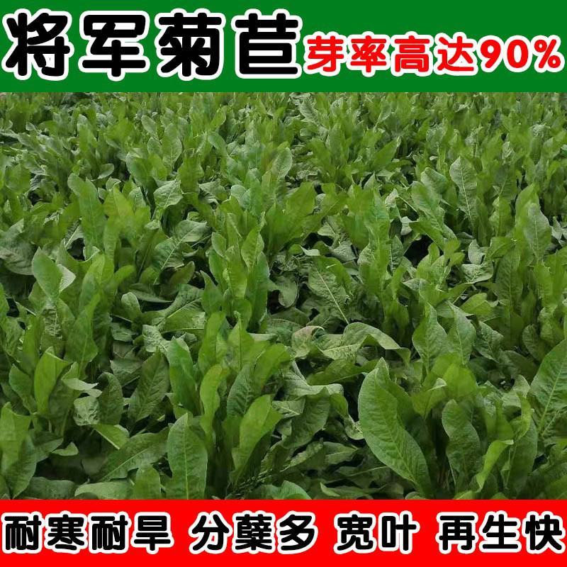 将军菊苣种子大叶菊苣种子多年生四季牧草猪牛羊鸡鸭鹅鱼草种