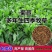 将军菊苣种子大叶菊苣种子多年生四季牧草猪牛羊鸡鸭鹅鱼草种