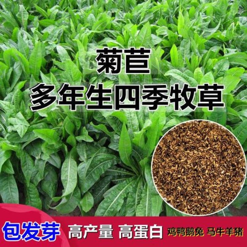 将军菊苣种子大叶菊苣种子多年生四季牧草猪牛羊鸡鸭鹅鱼草种