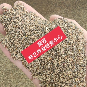 将军菊苣种子大叶菊苣种子多年生四季牧草猪牛羊鸡鸭鹅鱼草种