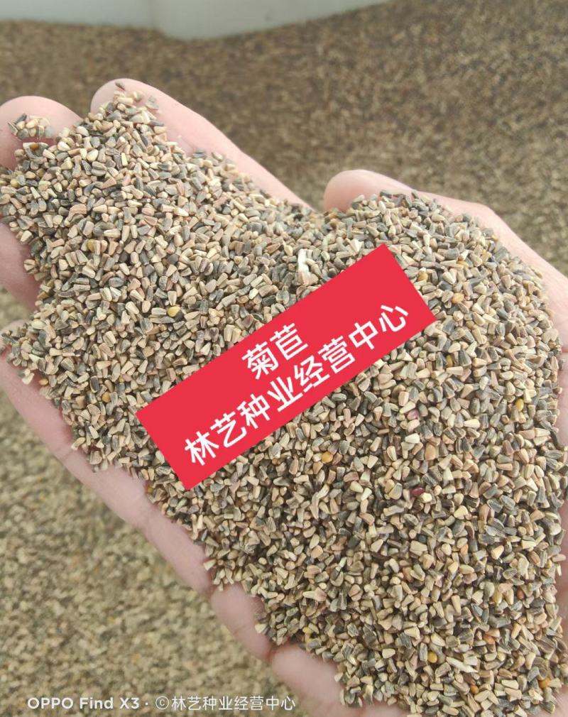 将军菊苣种子大叶菊苣种子多年生四季牧草猪牛羊鸡鸭鹅鱼草种