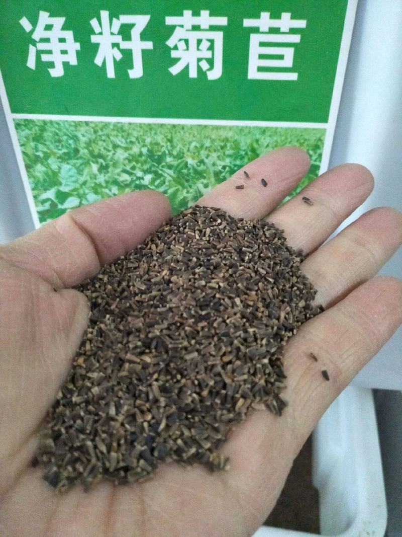将军菊苣种子大叶菊苣种子多年生四季牧草猪牛羊鸡鸭鹅鱼草种