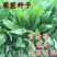 将军菊苣种子大叶菊苣种子多年生四季牧草猪牛羊鸡鸭鹅鱼草种