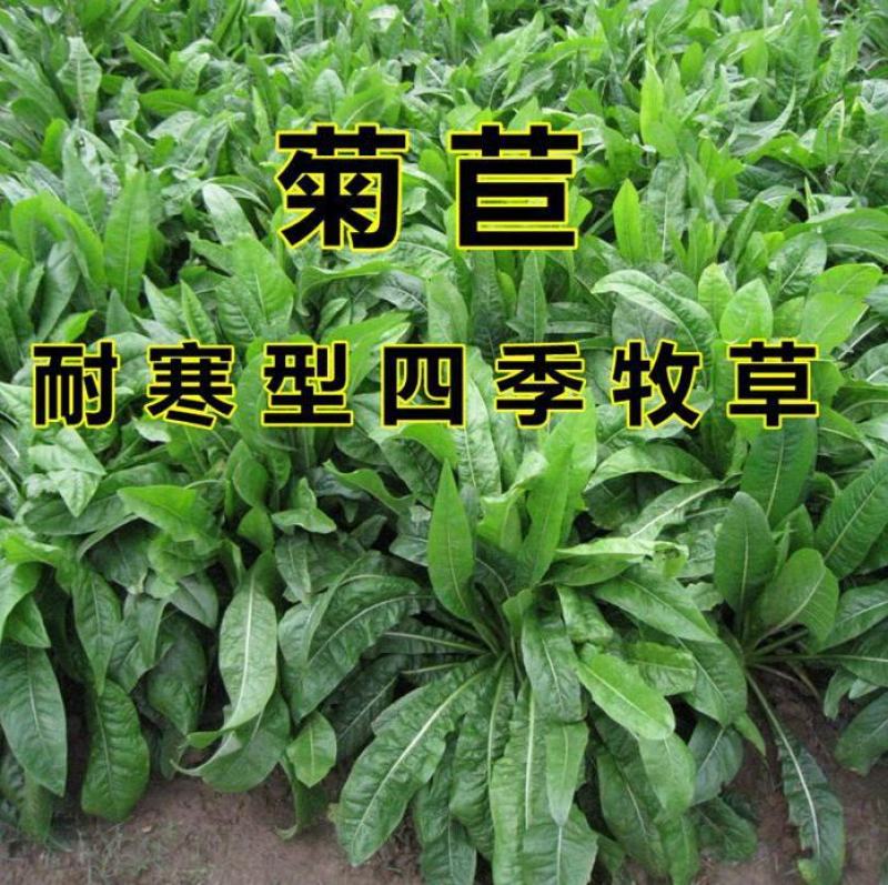 将军菊苣种子大叶菊苣种子多年生四季牧草猪牛羊鸡鸭鹅鱼草种