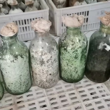 羊肚菌菌种羊肚菌原种羊肚菌种子羊肚菌栽培种羊肚菌种