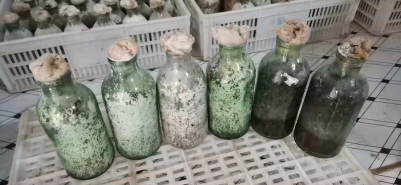 羊肚菌菌种羊肚菌原种羊肚菌种子羊肚菌栽培种羊肚菌种
