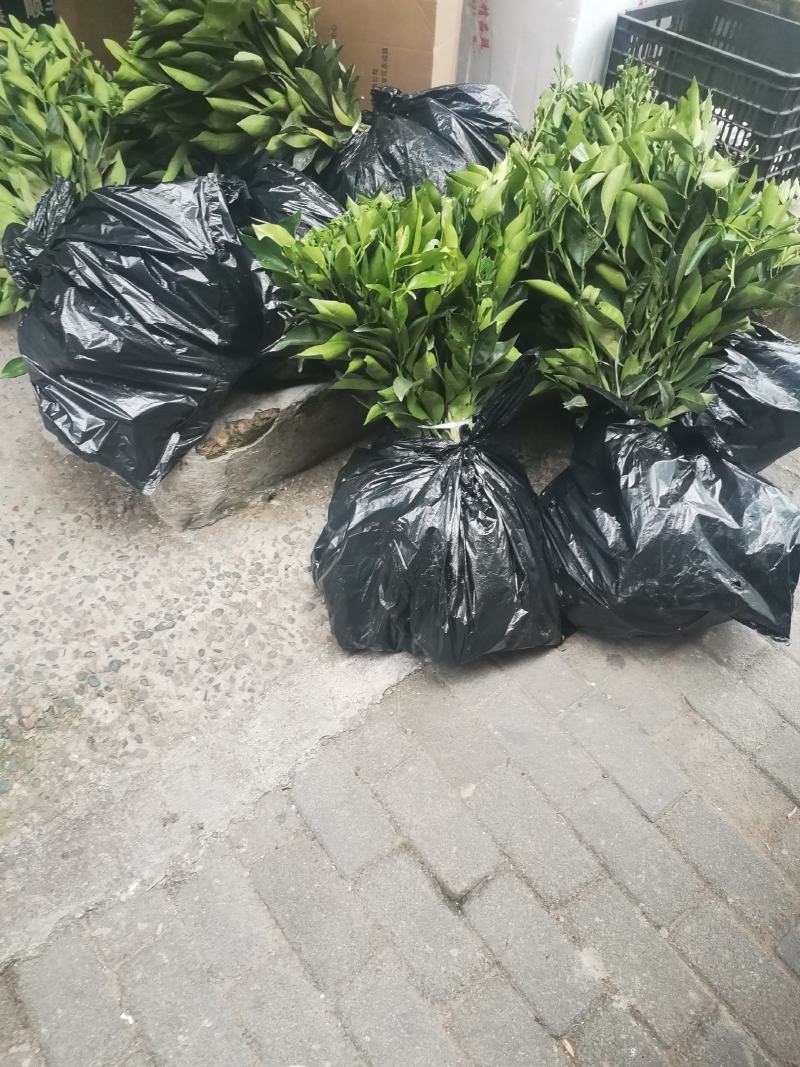 长叶香橙苗（一年苗），原产地品种，品质保证。