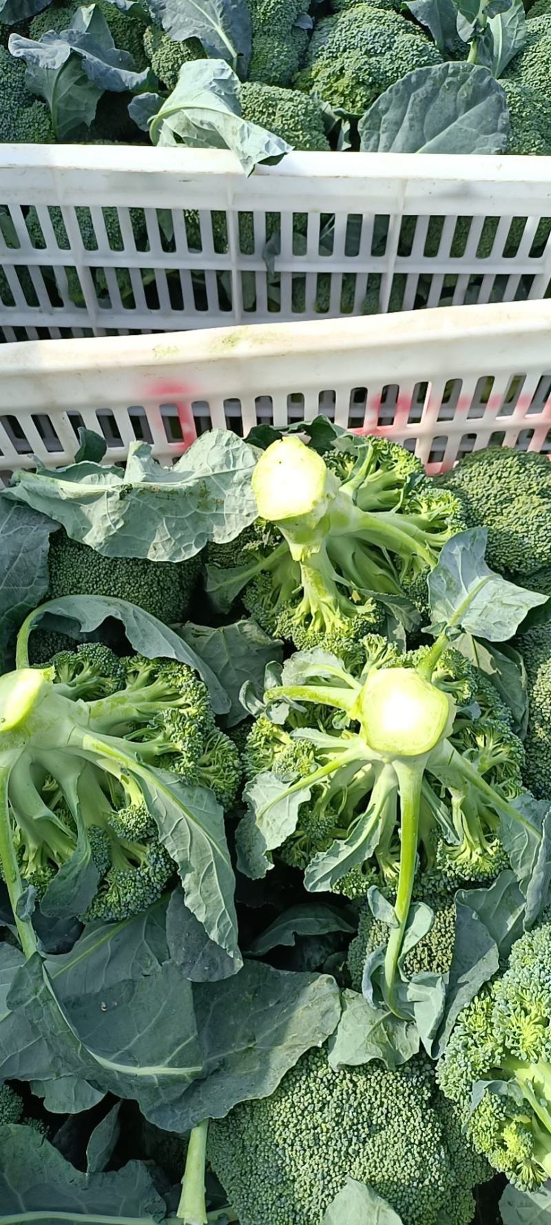 莱西市精品西兰花泡沫箱。诚信合作，欢迎新老客户下单！