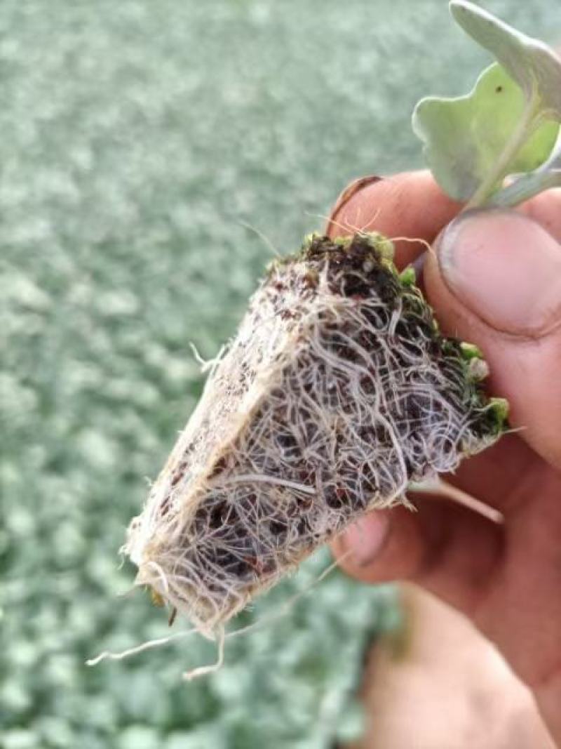 云南西兰花苗，菲翠11号，产量高苗子根系发达欢迎考察