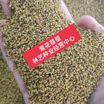 进口紫花苜蓿草种子多年生苜蓿草种籽四季牧草鸡鸭鹅牛羊鱼草