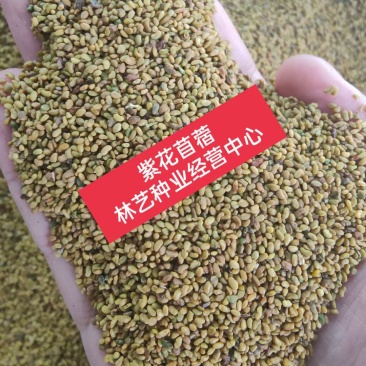 进口紫花苜蓿草种子多年生苜蓿草种籽四季牧草鸡鸭鹅牛羊鱼草