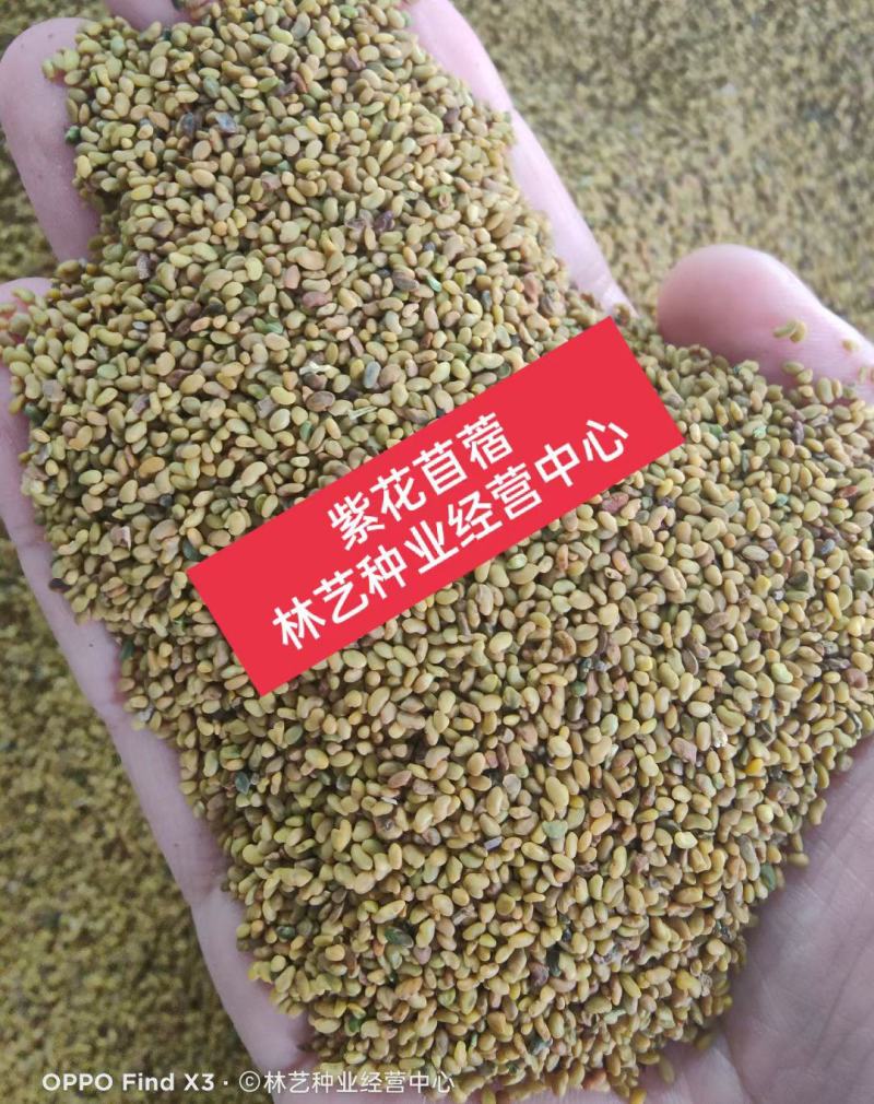 进口紫花苜蓿草种子多年生苜蓿草种籽四季牧草鸡鸭鹅牛羊鱼草
