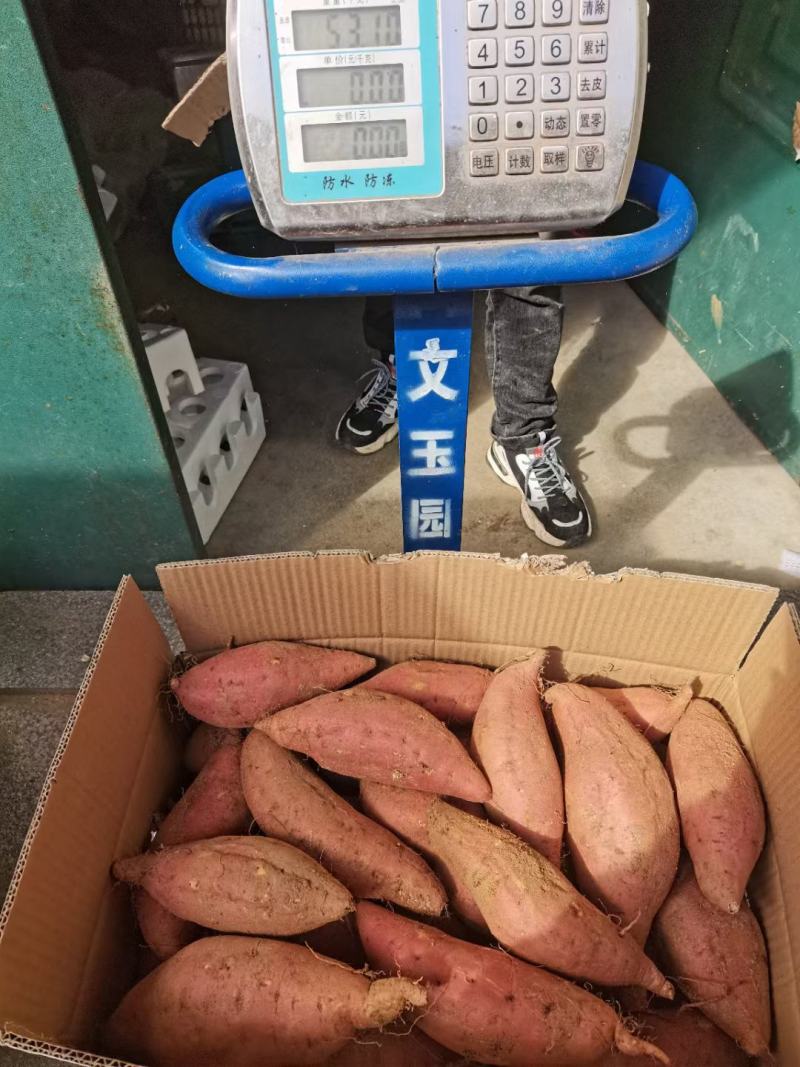 烟薯山东临沂烟薯25种植户直发烤红薯批发烟25发物流装车