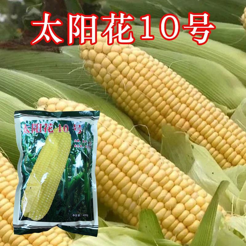 太阳花10号泰系大棒甜玉米种春秋基地均可播种高产优质种子