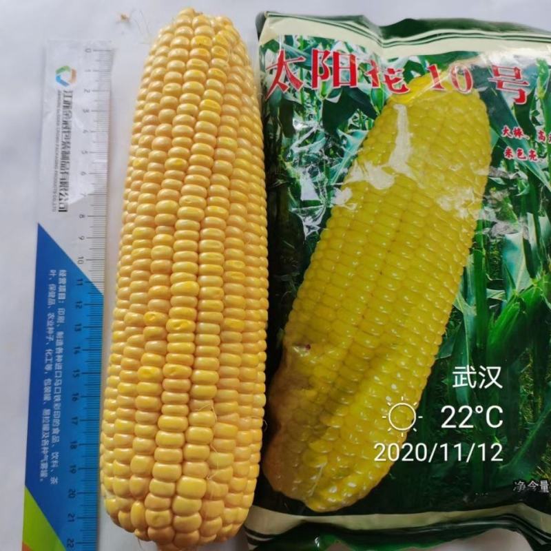 太阳花10号泰系大棒甜玉米种春秋基地均可播种高产优质种子