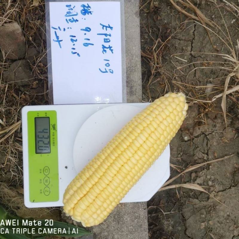太阳花10号泰系大棒甜玉米种春秋基地均可播种高产优质种子