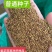 紫花苜蓿种子进口苜蓿种子多年生牧草四季型型牧草种籽