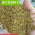 紫花苜蓿种子进口苜蓿种子多年生牧草四季型型牧草种籽