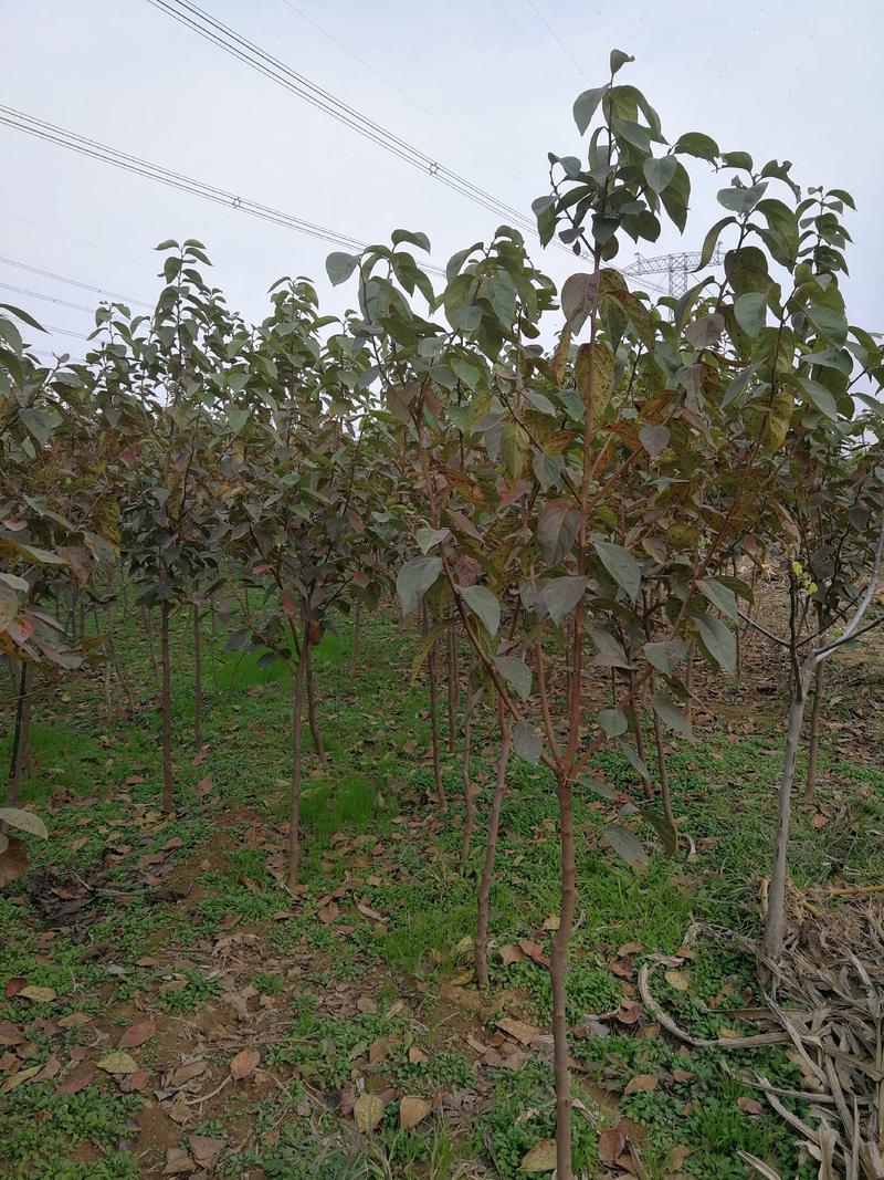精品柿树截头定植甜柿小火罐柿2-3-4-5公分柿子树
